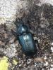 Platycerus sp.